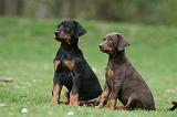 DOBERMANN 313